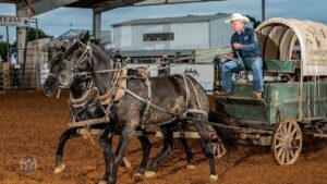 Man on a green chuckwagon being pulled by two dark brown horses in an arena